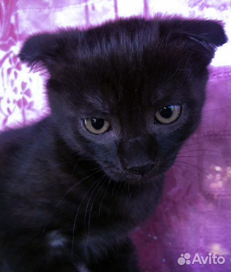 Кошка в дар