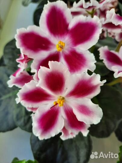 Цветущие фиалки