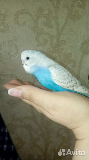 Передержка попугайчиков и др. птиц