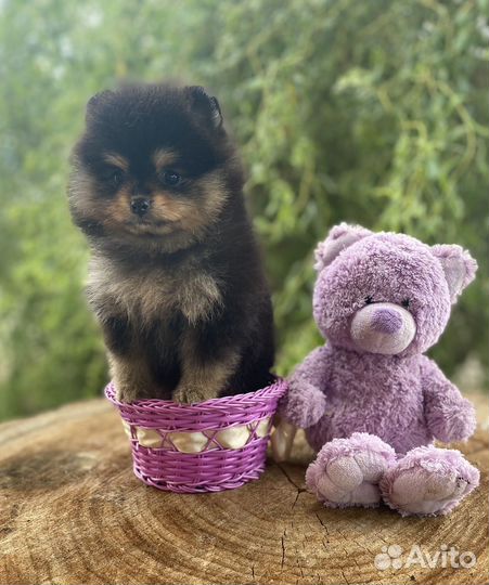 Крошка померанского шпица Ежевичка