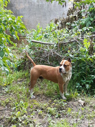 Собака для вязки