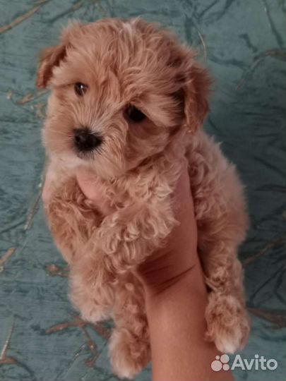 Маленькая собака