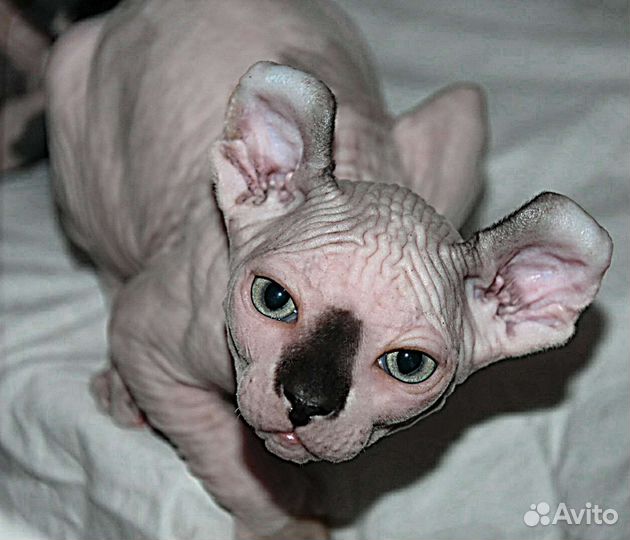 Которебенок мальчишка эльф