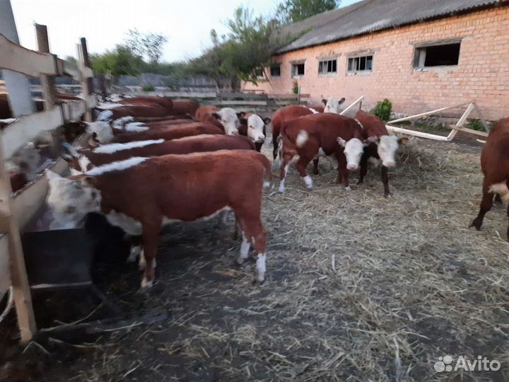 Тёлки бычки абердины герифорды с документами