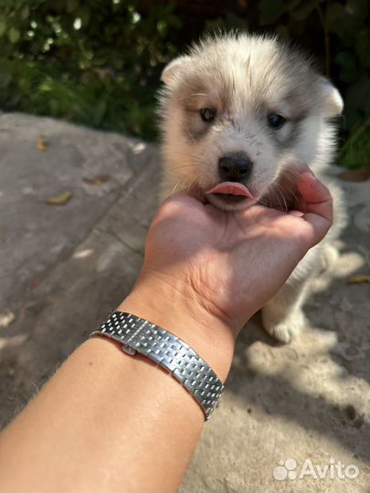 Собаки щенки