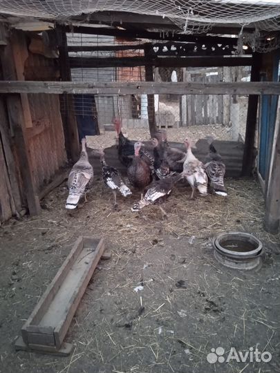 Птицы индюшата