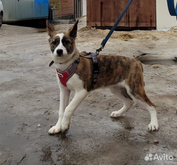 Маленькому щенку не место в приюте