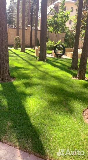 Рулонный газон
