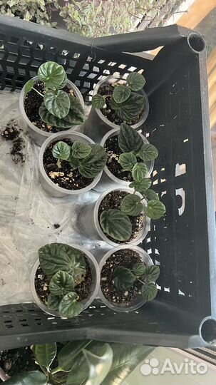 Пеперомия Лилиан