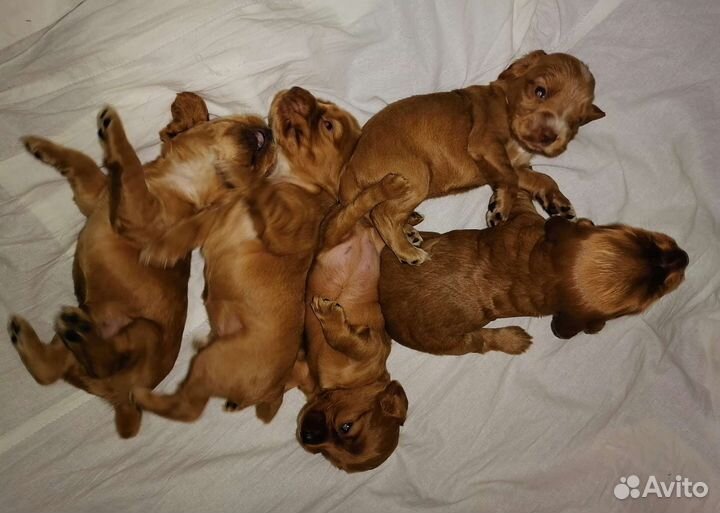 Английский кокер спаниель