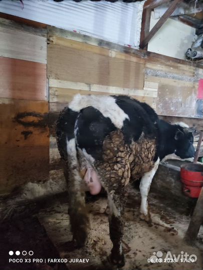 Продам бык 2.5 год