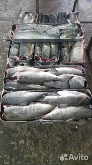 Горбуша серебро пбг, Сахалин