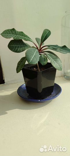 Молочай гребенчатый