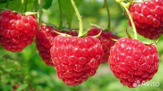 Ягода Малина Черника Смородина