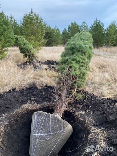 Туя Смарагд,Брабант,Колумна