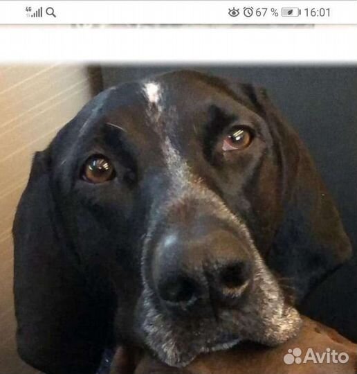 Вязка курцхаар