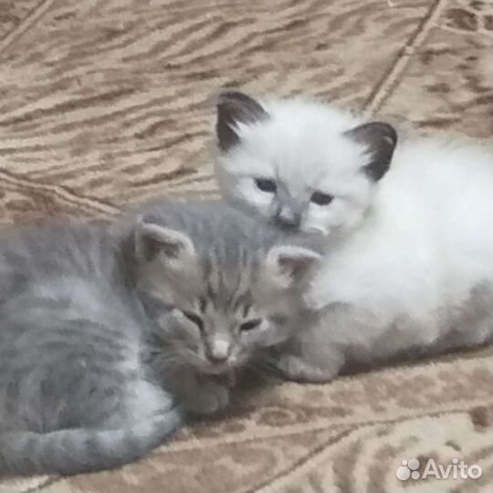 Котята в дар