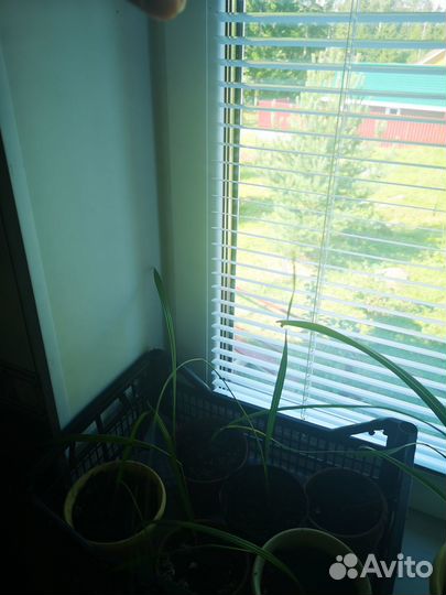 Саженцы пальмы финиковой