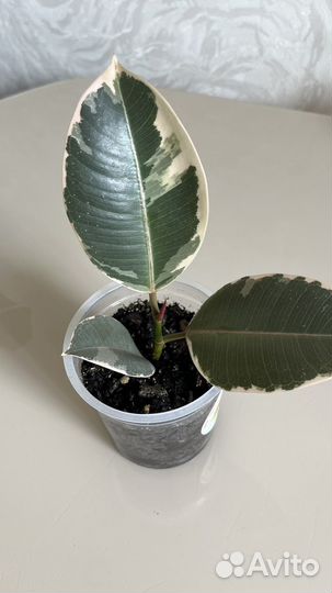 Фикус эластика тинеке