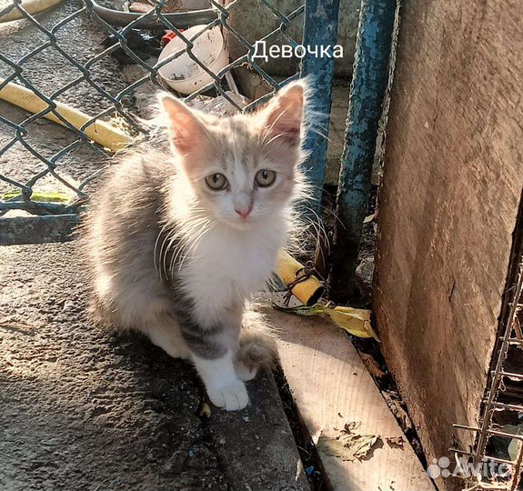 Котята в добрые руки