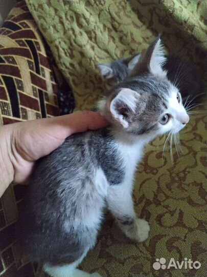 Котята в добрые руки бесплатно