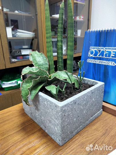 Флорариум,композиция с сансивиериями,подарок