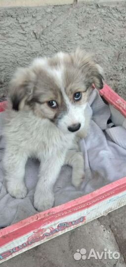 Собака ищет себе дом