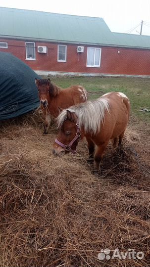 Пони жеребёнок