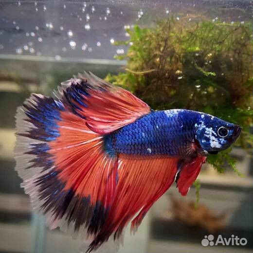 Петушок рыбка