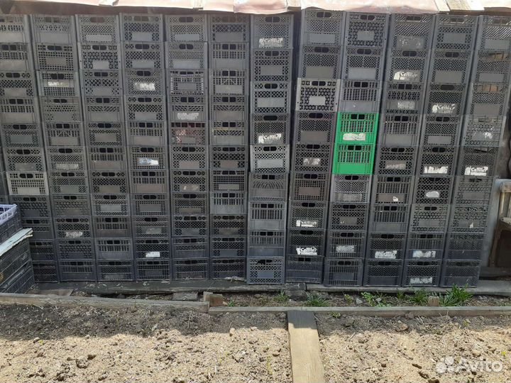 Пластиковые ящики для овощей бу