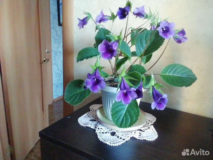 Глоксиния и глоксиния тедди