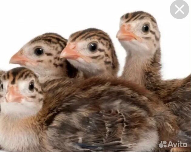 Цыплята цесарки