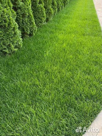 Укладка газона