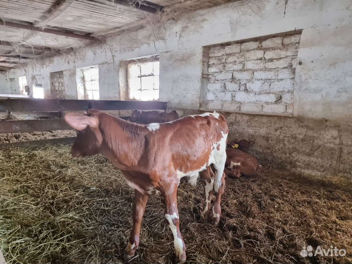 Айширские бычки на племя