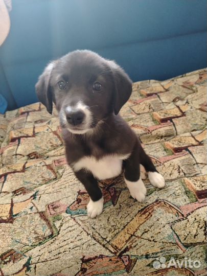 Щенок в добрые руки