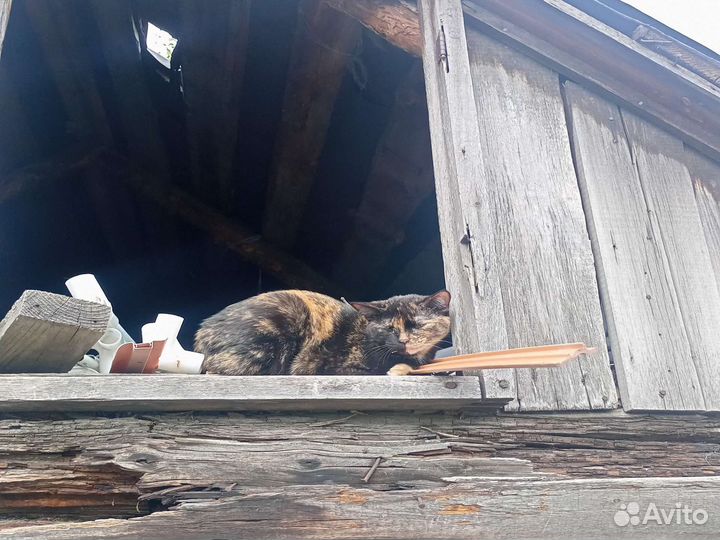 Бездомные кошки