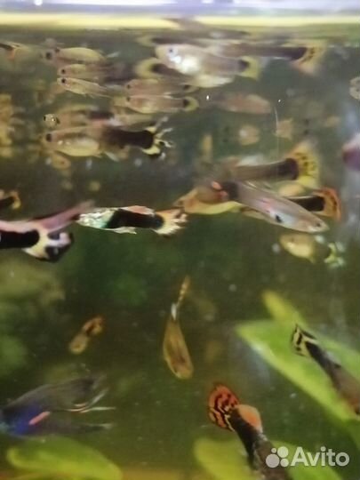 Аквариумные рыбки