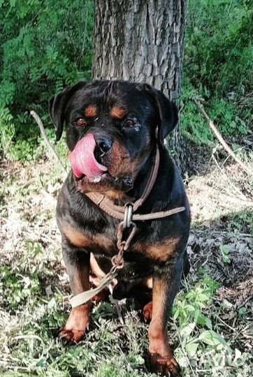 Ротвейлер (вязка)