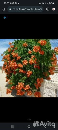 Лиана кампсис