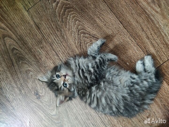 Котята в добрые руки бесплатно