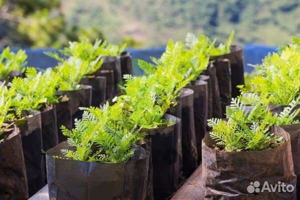 Рассадный рукав