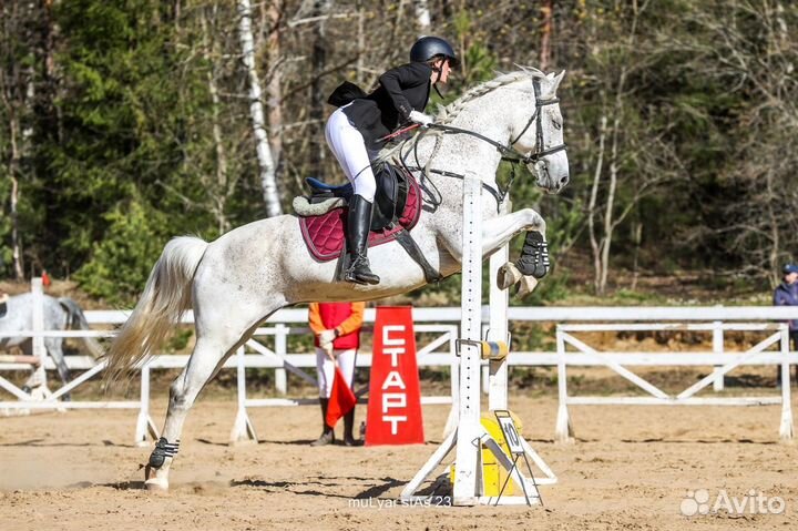 Конный спорт, занятия на лошади, конкур, выездка