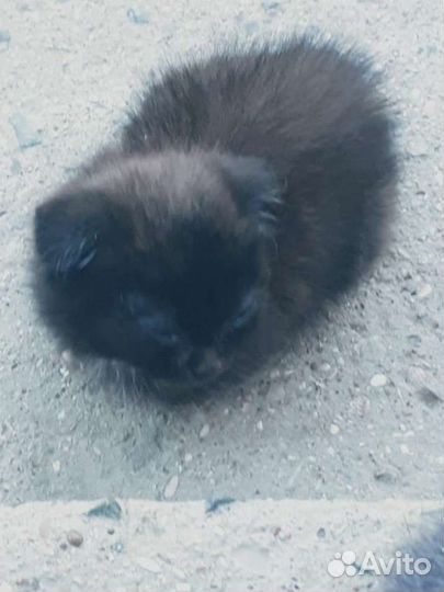 Котики бесплатно