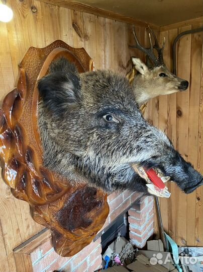 Чучела животных