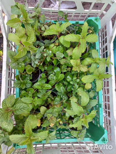 Мята сортовая