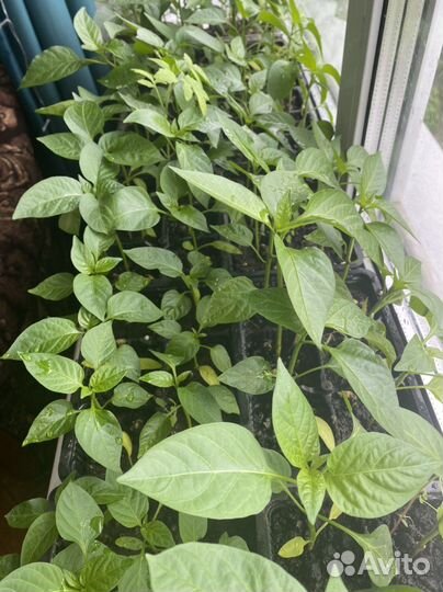 Рассада сладкого перца