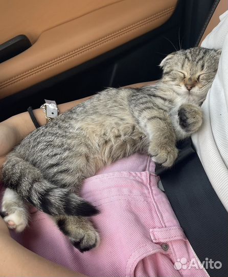 Шотланская кошечка котенок