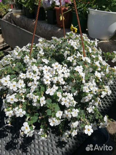 Бакопа белая