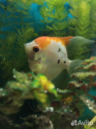 Скалярии и Сапфировые попугайчики