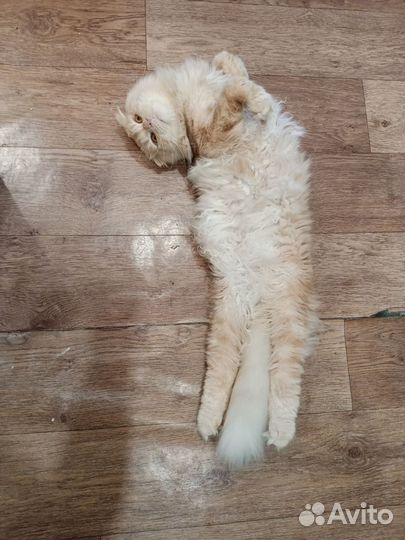 Шотландский кот вязка